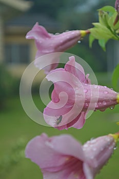 An insect on morning glory flower