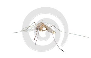 Insect mosquito