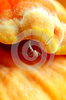 Insect mosquito abstract background