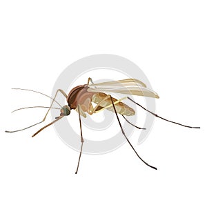 Insect mosquito, isolated object on white background, vector illustration