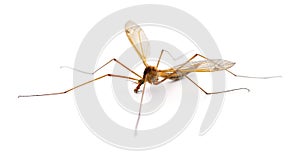 Insect Mosquito.