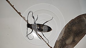 Is an insect with name batocera, dark colored, and backround woth