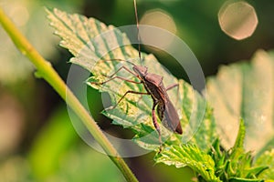 Insect in nature background