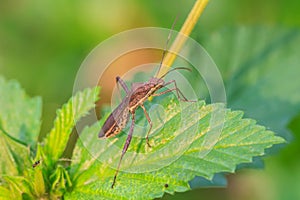 Insect in nature background