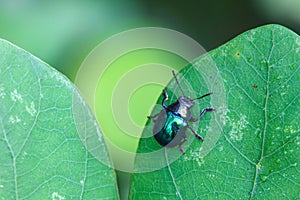 Insect in nature background