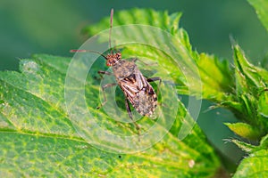 Insect in nature background