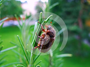 insect, nature, macro, green, bug, bee, fly, animal, beetle, flower, leaf, closeup, insects, spider, wildlife, wasp, close-up, pla