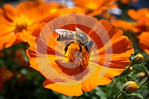 Insect nature pollination blossom bee flower orange