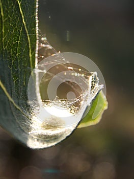 insect nest in a leaf