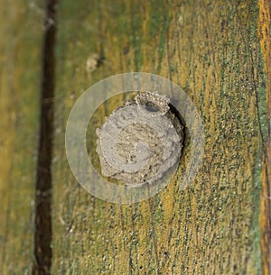 Insect nest