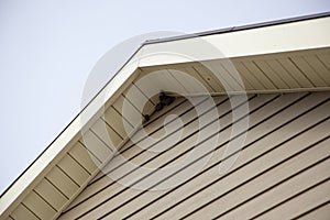 An insect nest tucked up inside the roof of a house