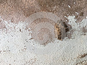 Insect nests on cement wall