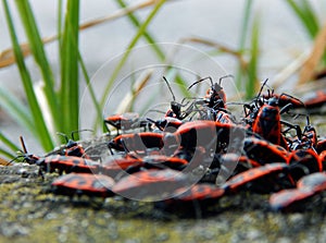 Insect orgy photo