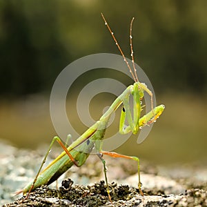 Insect outdoor Mantis Religiosa photo