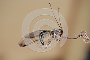 insect owlfly
