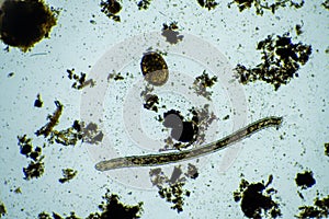 insect parasite in the soil in australia