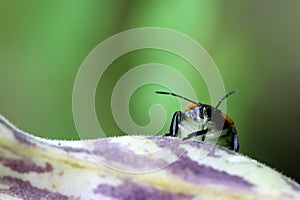 Insect peering over a purple and green bean pod