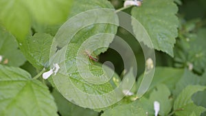 Insect Pentatomidae beetle shield bug sits in green leaf macro