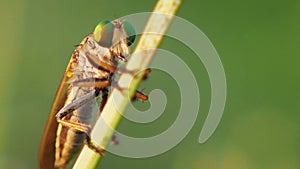 Insect perc on the grass