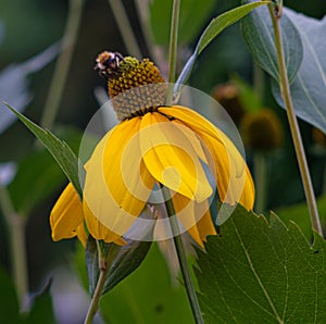 Insect perched on a cutleaf coneflower