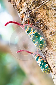 Insect perched on a tree trunk