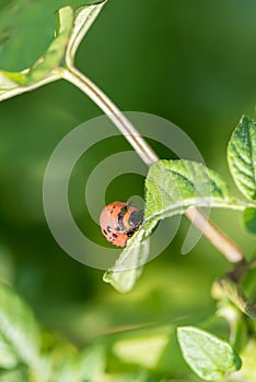 Insect pest Colorado beetle eats green leaves of potatoes in a s