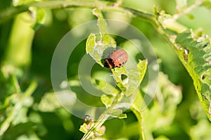 Insect pest Colorado beetle eats green leaves of potatoes in a s