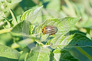 Insect pest Colorado beetle eats green leaves of potatoes in a s