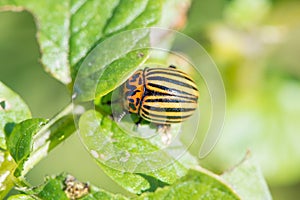 Insect pest Colorado beetle eats green leaves of potatoes in a summer garden