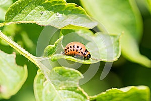 Insect pest Colorado beetle eats green leaves of potatoes in a summer garden