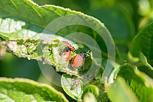 Insect pest Colorado beetle eats green leaves of potatoes in a summer garden