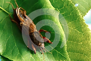 Insect pest on a green leaf close-up, an insect bear, a threat to the garden