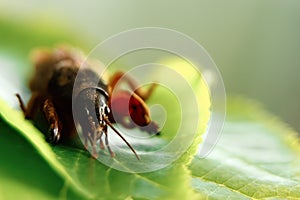 Insect pest on a green leaf close-up, an insect bear, a threat to the garden