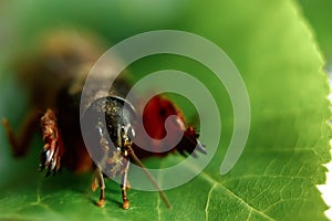 Insect pest on a green leaf close-up, an insect bear, a threat to the garden