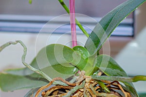 insect pest mealybug on little orchid leaves and roots