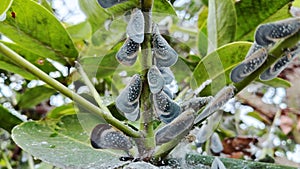 Insect Pest of the plant Metcalfa pruinosa, a blue flatid