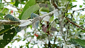 Insect Pest of the plant Metcalfa pruinosa, the citrus flatid planthopper