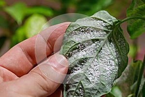 Insect pests, aphid, on the shoots and fruits of plants, Spider mite on flowers. Pepper leaves attacked by malicious