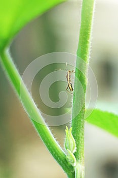 Insect pests on melon or cantaloupe trees growing on farms