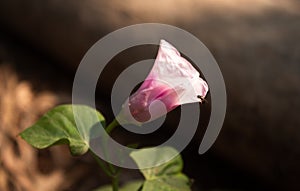 An insect on the petals of a light purple flower