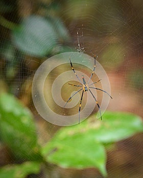 Insect phorography from western ghats