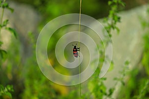 An insect photo shot outdoor