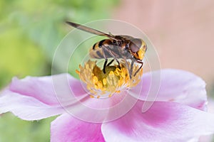 Insect on a pink flower