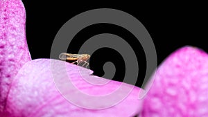 Insect on pink orchid flower