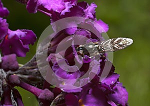 Insect on Plant