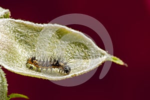 Insect in plant (Arthropoda)