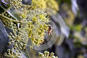 Insect pollinates flowering umbrella plant. Disguising an insect as bee photo