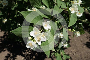 Insect pollinating flowers of Philadelphus coronarius