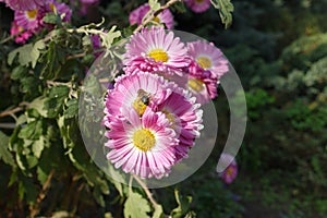 Insect pollinating pink and white flowers of semi-double Chrysanthemums in October