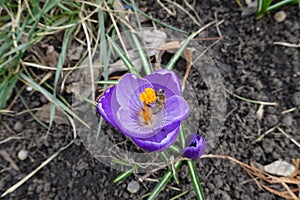 Insect pollinating purple flowers of Crocus vernus